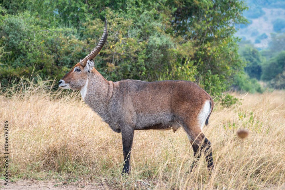 A closeup photo of Common waterbuck with impressive horns gazing at the camera A closeup photo of Common waterbuck with impressive horns gazing at the camera