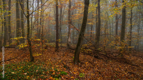 foggy woodlands - Nebelwald