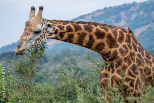 A tall giraffe is standing among the trees, gazing, Akagera National Park Rwanda