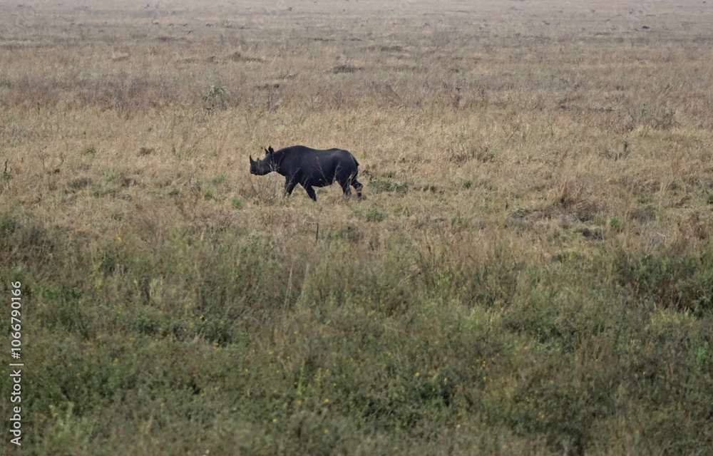 rhino in the serengeti savanna rhino in the serengeti savanna