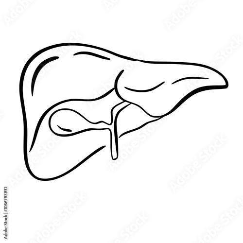 Human Organs and Anatomy Related Objects and Elements. Hand Drawn Vector Doodle Illustration