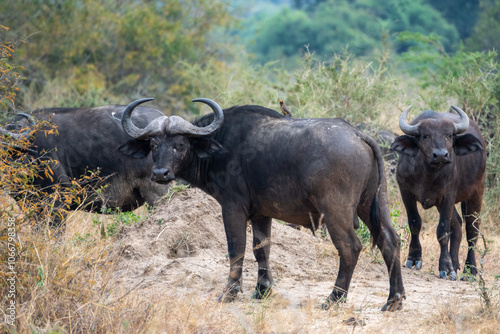 Water buffalo grazing in a green field of Africa, Akagera National Park Rwanda