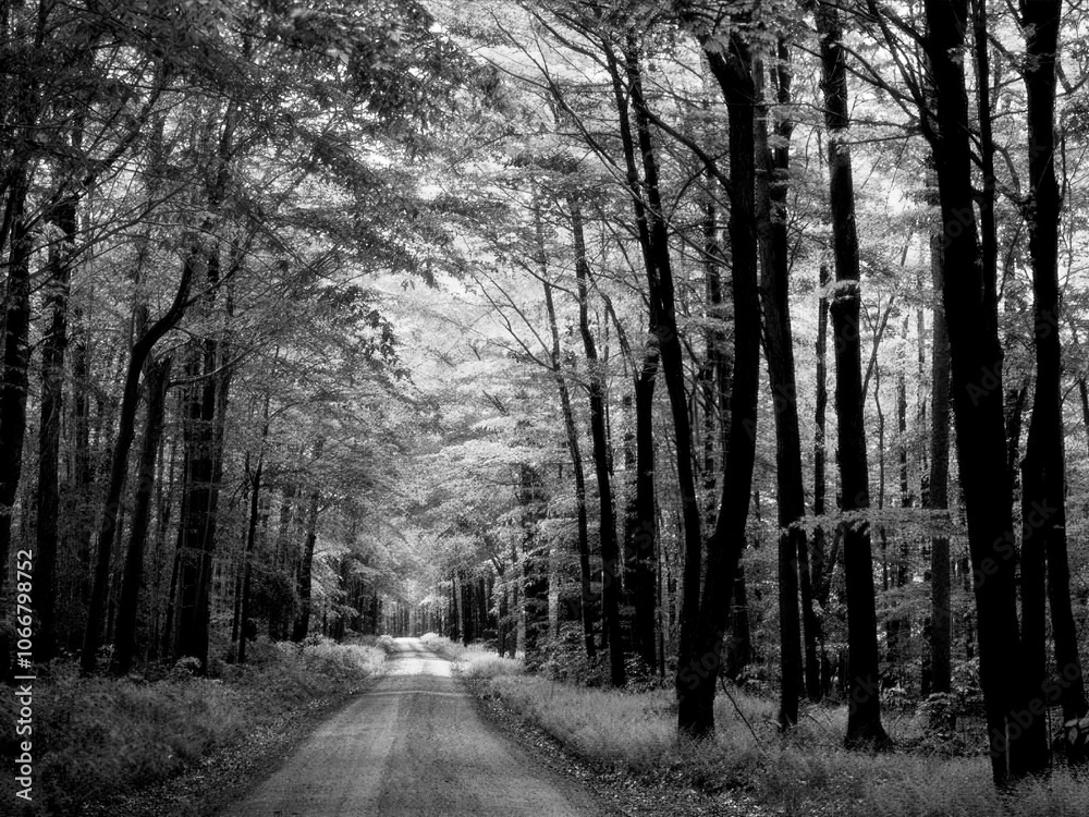 Autumn Nature Black and White Grayscale Background Autumn Nature Black and White Grayscale Background
