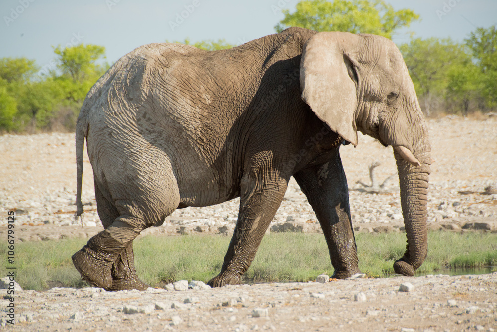 African elephant in the wild African elephant in the wild