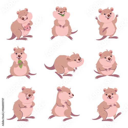 Funny quokka. Cute fluffy quokka in different poses, eating jumping hold leaf and hug baby. Australian tiny animal, nowaday vector characters