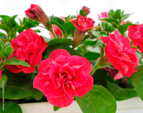 Bouquet of flowers petunia in a pot.