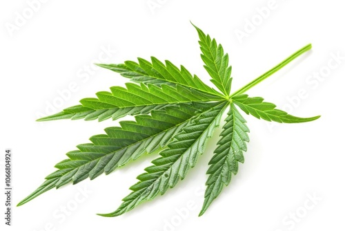 Organic Cannabis Leaf Inflorescence Isolated on White Background. Medicinal Green Ganja Hemp