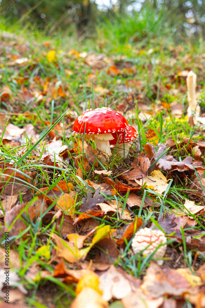 Red Amanita muscaria mushrooms in a forest in autumn, Fly Agaric Red Amanita muscaria mushrooms in a forest in autumn, Fly Agaric