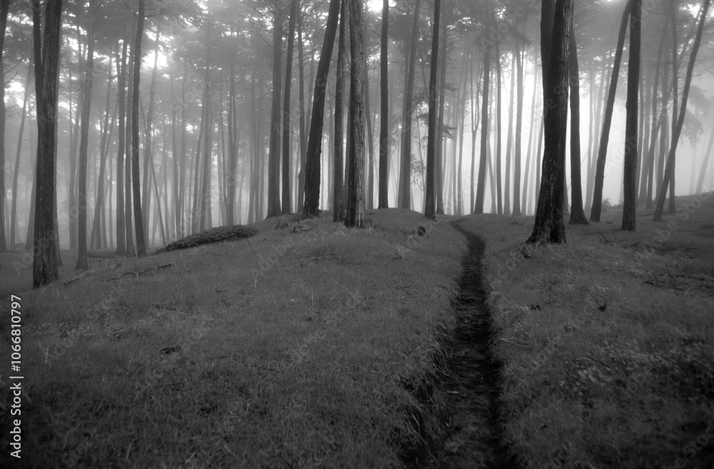 Naklejka premium Autumn Nature Black and White Grayscale Background