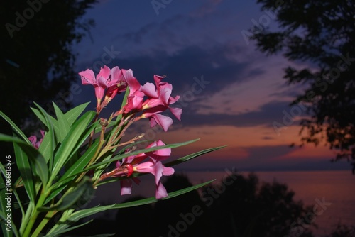 Fiori rosa di oleandro su sfondo panoramico del lago di Garda al tramonto (Pink oleander flowers on panoramic background of Lake Garda at sunset) photo