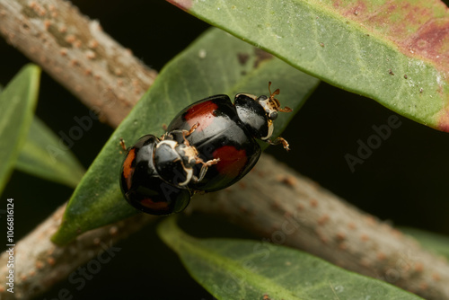 Two red and black ladybugs copulating photo