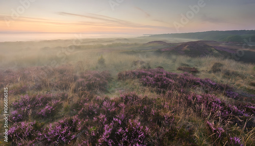 Misty Dawn over Heathlands of Thy National Park