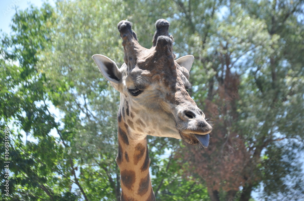 Fototapeta premium Large red spotted giraffe. African giraffes