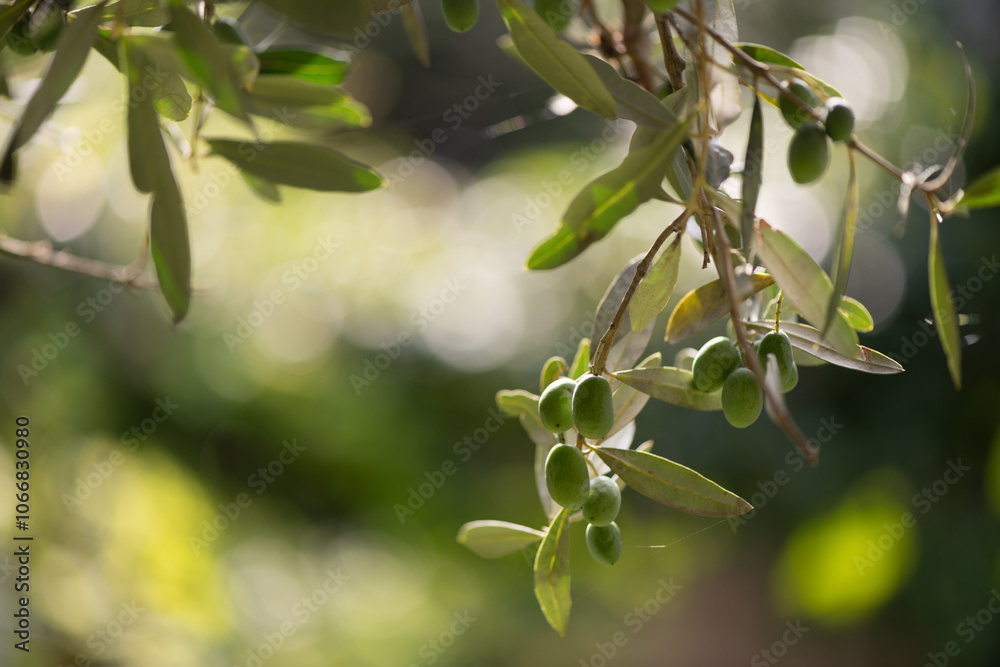 Olives ripening on the plant Olives ripening on the plant