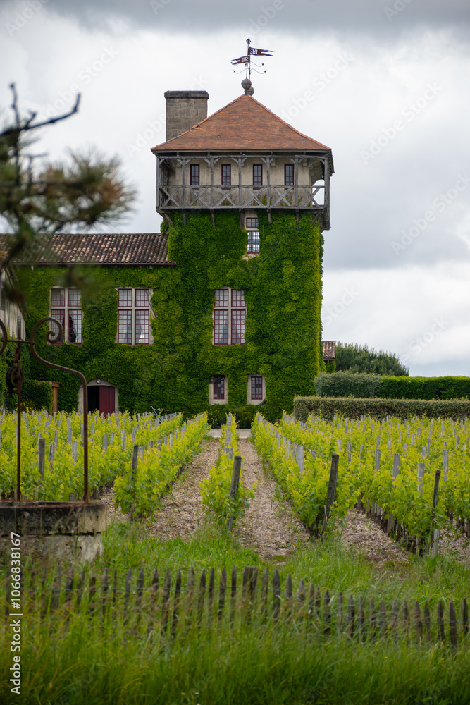 Green vineyards near Bordeaux in Martillac, wine making region in France Green vineyards near Bordeaux in Martillac, wine making region in France