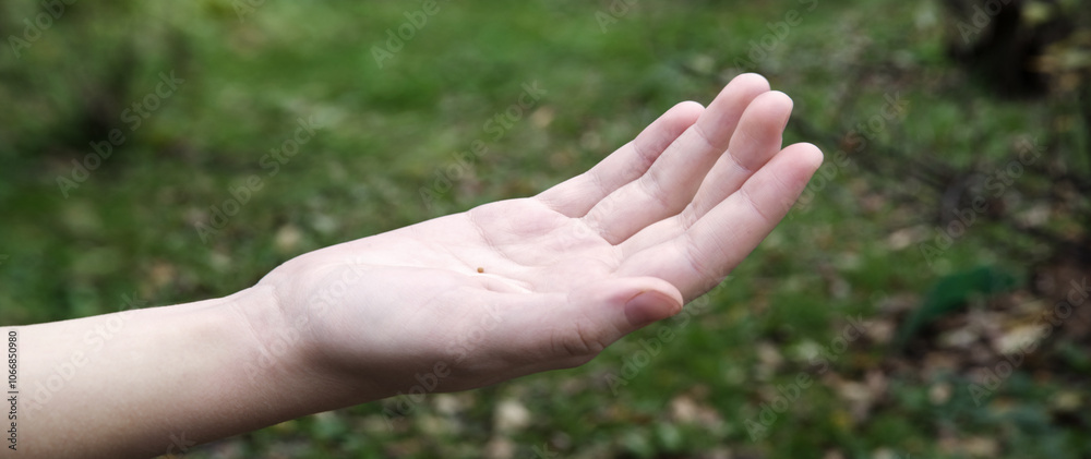 Hand holding small mustard seed Hand holding small mustard seed