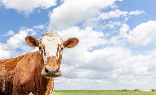 Cow in front of landscape, blue cloudy sky