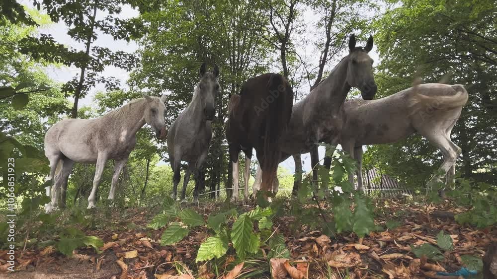 Group of horses graze grass in an orchard Group of horses graze grass in an orchard