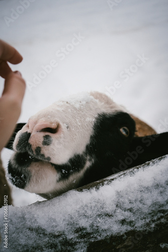 Gentle Interaction with Friendly Farm Sheep in Snowy Winter Setting