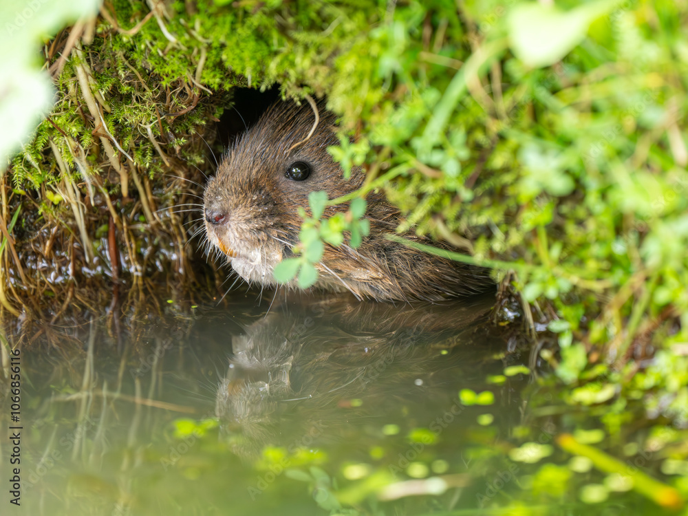 Watrer Vole Feeding Looking out a Burrow Watrer Vole Feeding Looking out a Burrow