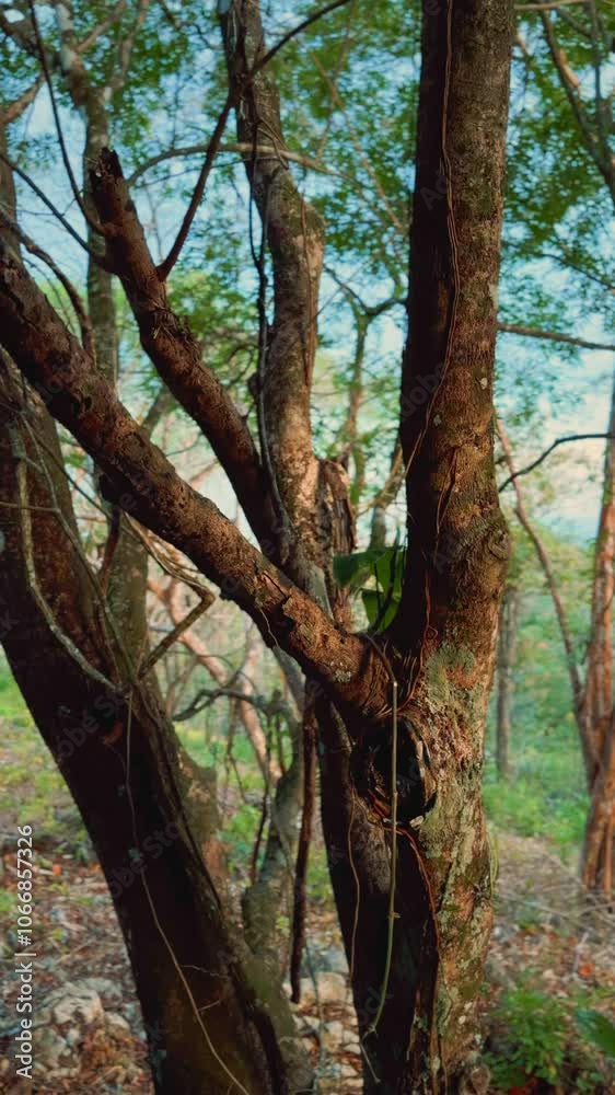 Video shot of the tree trunk with vines Video shot of the tree trunk with vines