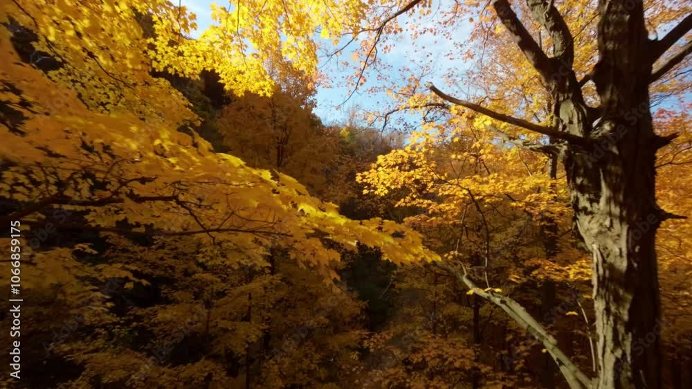 FPV drone glides through vibrant autumn trees at Mount Royal Park, Montreal, with sun rays illuminating colorful foliage under clear blue sky. FPV drone glides through vibrant autumn trees at Mount Royal Park, Montreal, with sun rays illuminating colorful foliage under clear blue sky.