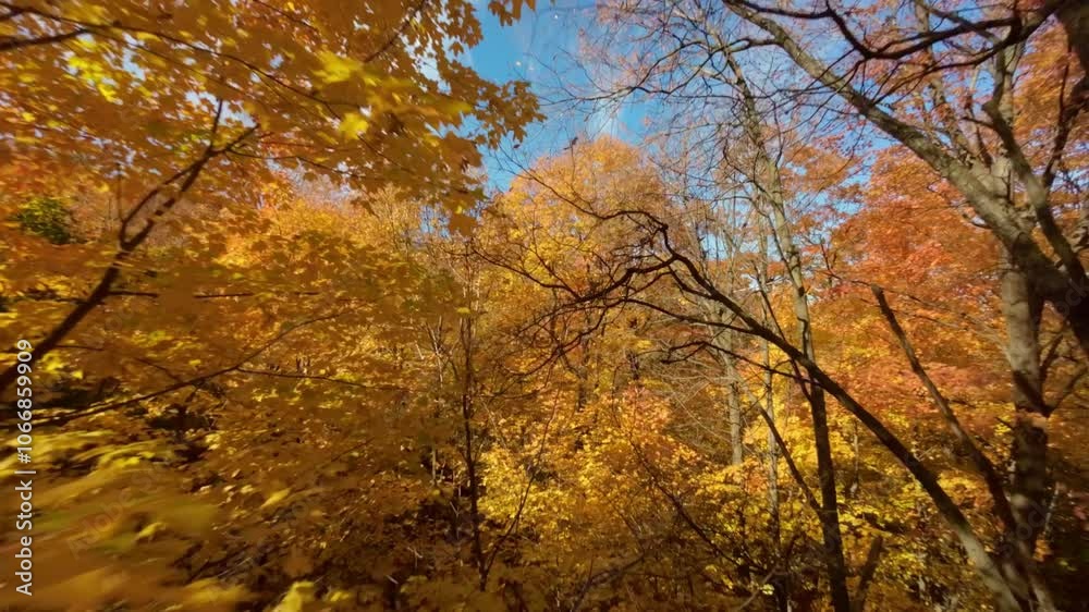FPV drone flies through vibrant autumn trees with orange leaves, stunning views under clear blue sky at Mount Royal Park, Montreal, Canada. FPV drone flies through vibrant autumn trees with orange leaves, stunning views under clear blue sky at Mount Royal Park, Montreal, Canada.