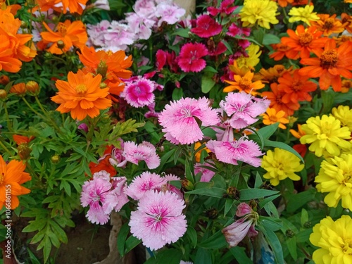 Cosmos sulphureus, Dianthus chinensis, zinnia double zahara yellow, and Sweet Willium flower in garden. Colourful flora mix cultivation.  photo