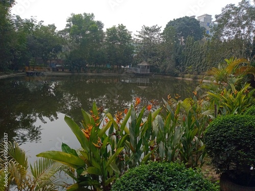 Heliconia psittacorum flowers with leaves in front of pond nature. Parrot plantain flora beauty in nature.  photo