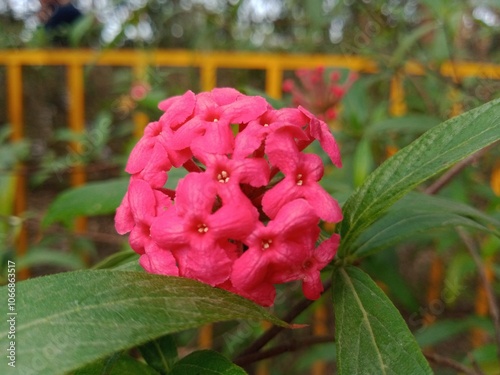 Rondeletia leucophylla flowers in nature.  Panama rose blossoms on green nature. Panama rose red flora in botanical garden. photo