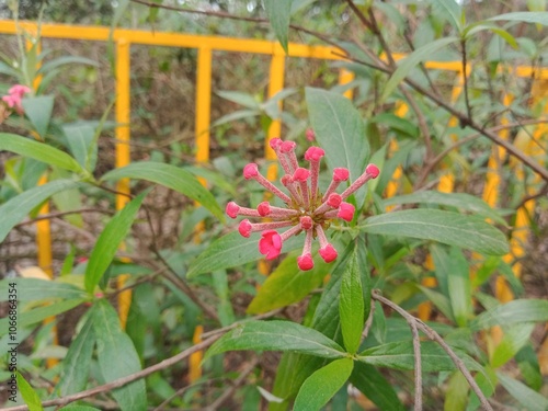 Rondeletia leucophylla flower bud in nature.  Panama rose blossoms on green nature. photo