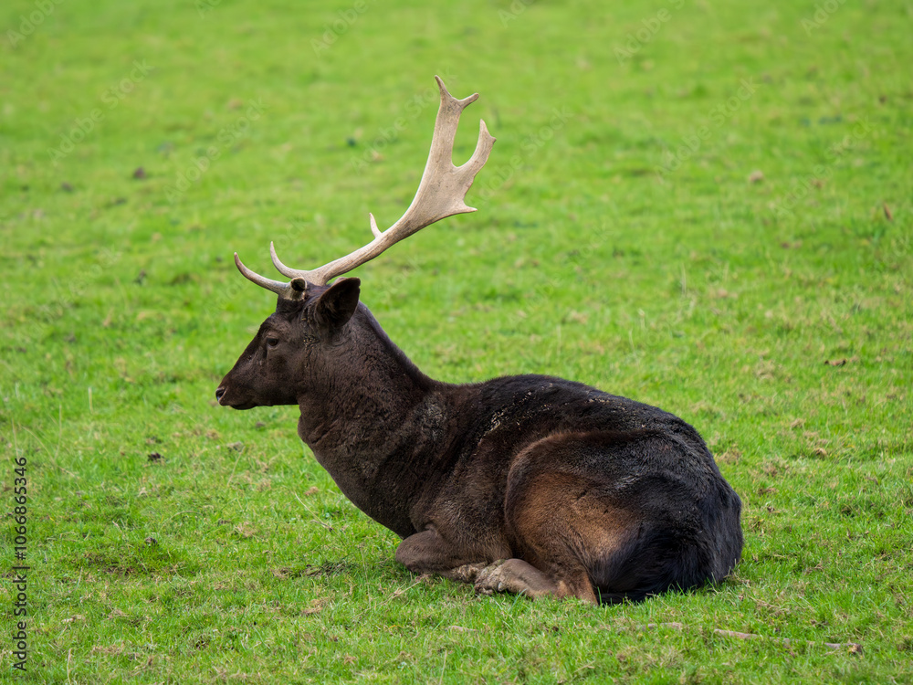 Fallow Deer With a Broken Antler Fallow Deer With a Broken Antler