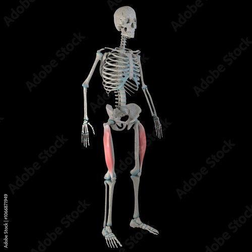 3d Illustration of Vastus Lateralis Muscles on Male Human Body photo