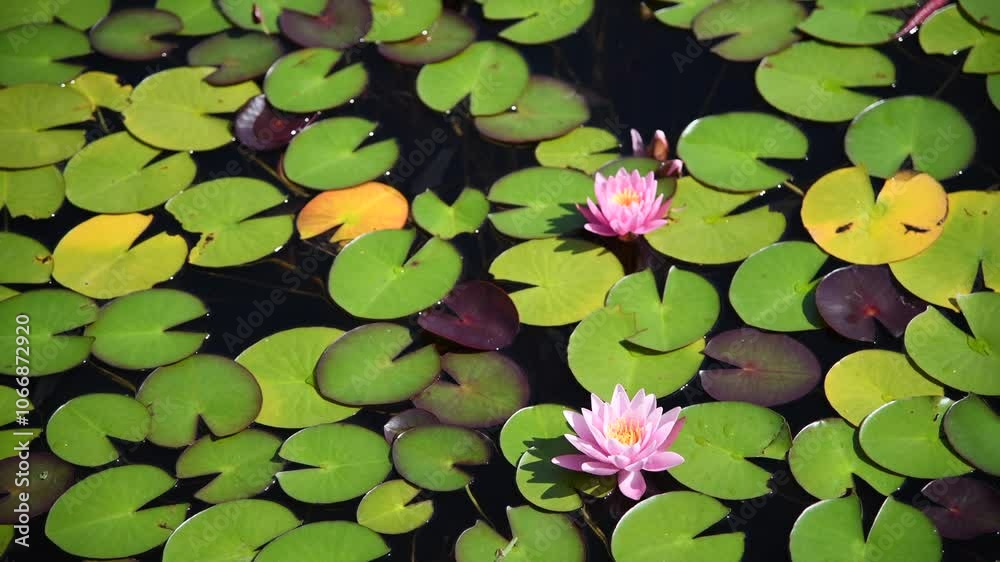High angle view of pink water lily flowers and green leaves floating on duck pond water surface in a sunny summer day. Soft focus. Copy space. Beauty in nature background. Ornamental plants theme. High angle view of pink water lily flowers and green leaves floating on duck pond water surface in a sunny summer day. Soft focus. Copy space. Beauty in nature background. Ornamental plants theme.