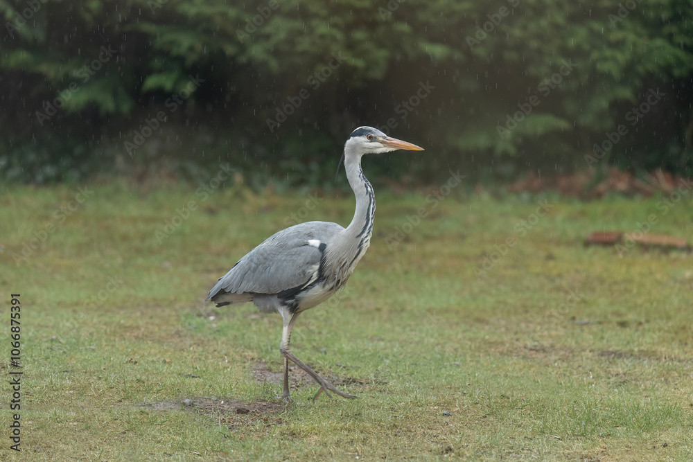 Grey Heron standing on the grass, close up Grey Heron standing on the grass, close up