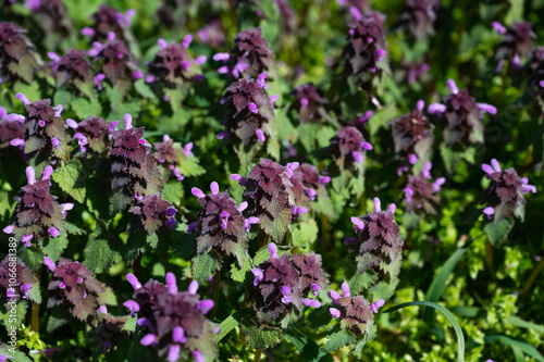 Field of red and white flowers.