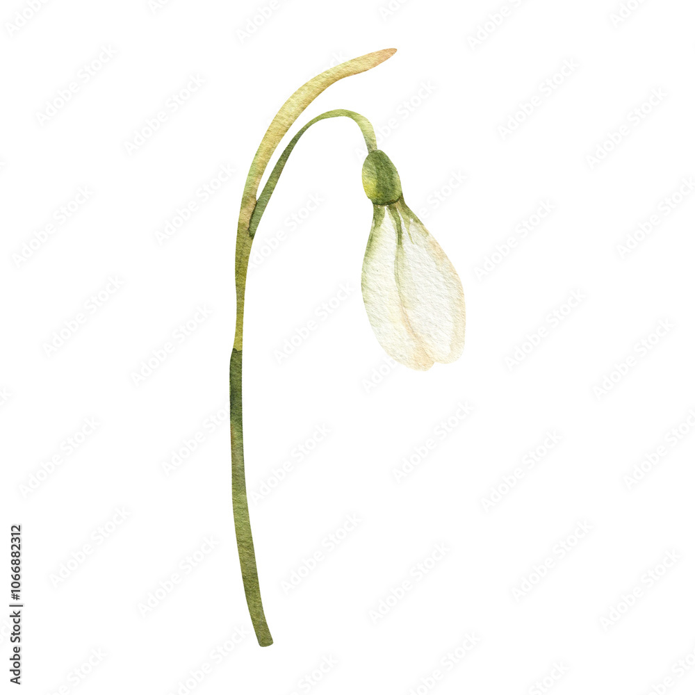 Snowdrop white bud with green leaves,spring first flower watercolor clipart. Hand drawn floral element, romantic female botanical art for poster, label, concept design Snowdrop white bud with green leaves,spring first flower watercolor clipart. Hand drawn floral element, romantic female botanical art for poster, label, concept design