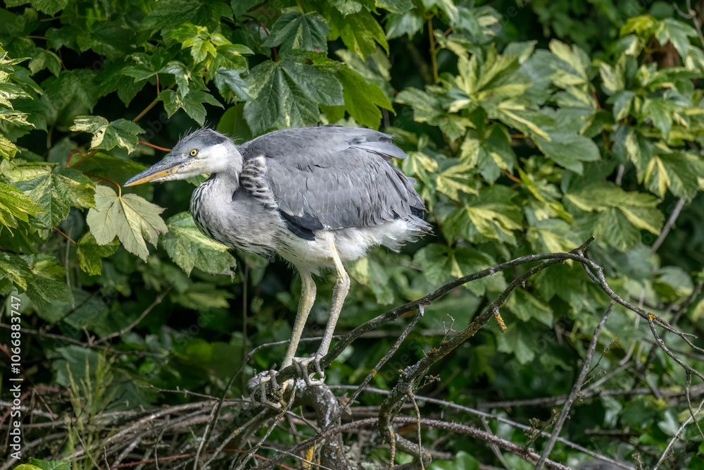 Fototapeta premium grey heron baby beside its nest, close up