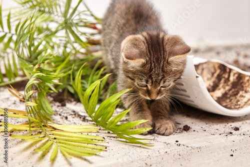 Young tabby kitten reaches down to play with scattered soil near a broken flower pot, surrounded by fallen green leaves. The inquisitive kitten explores the mess it caused in a cozy indoor environment
