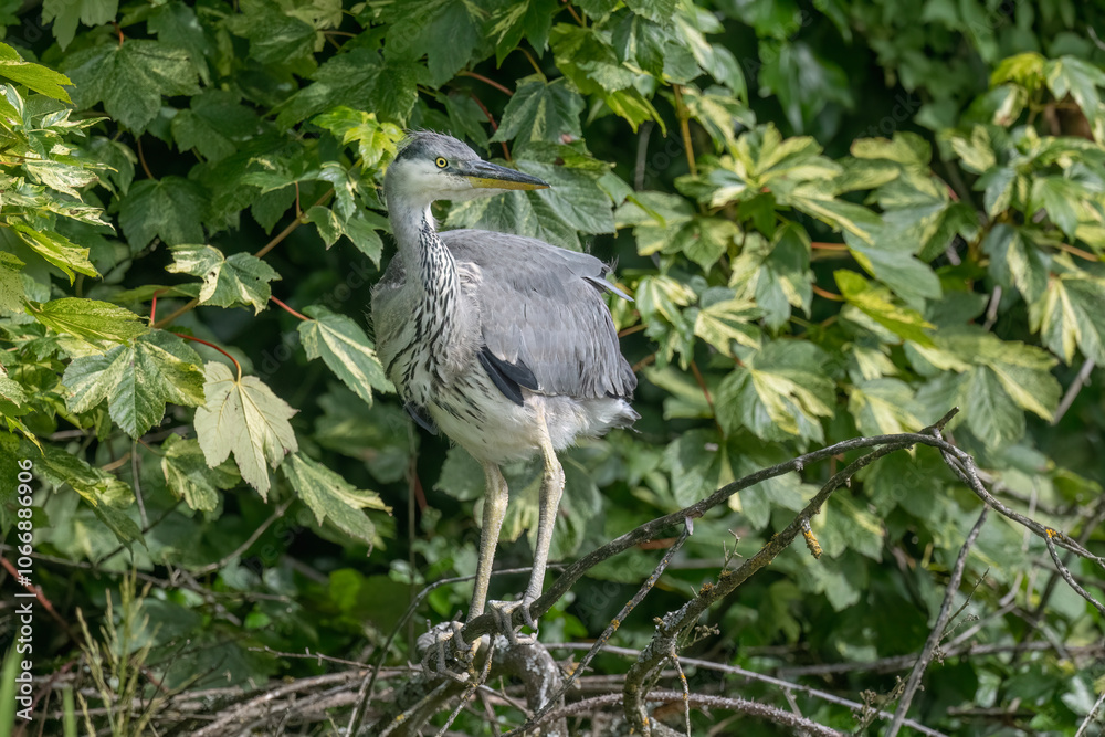 Fototapeta premium grey heron chick exploring around its nest