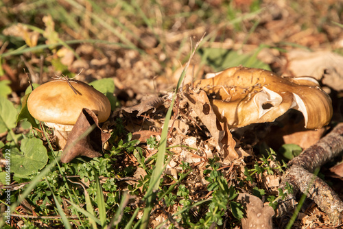 Wild mushrooms in group at autumn meadow closeup photo