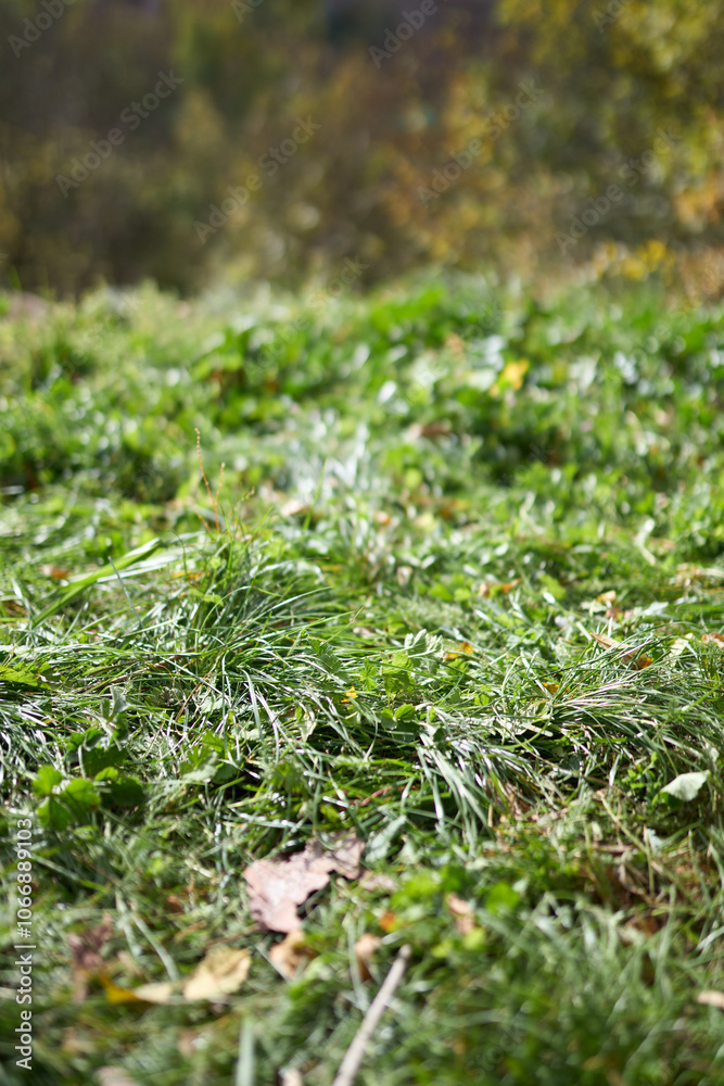 A close-up of green grass in a forest, with some leaves on the ground. The image should have a depth of field effect, with the background out of focus. The background should be a forest. A close-up of green grass in a forest, with some leaves on the ground. The image should have a depth of field effect, with the background out of focus. The background should be a forest.