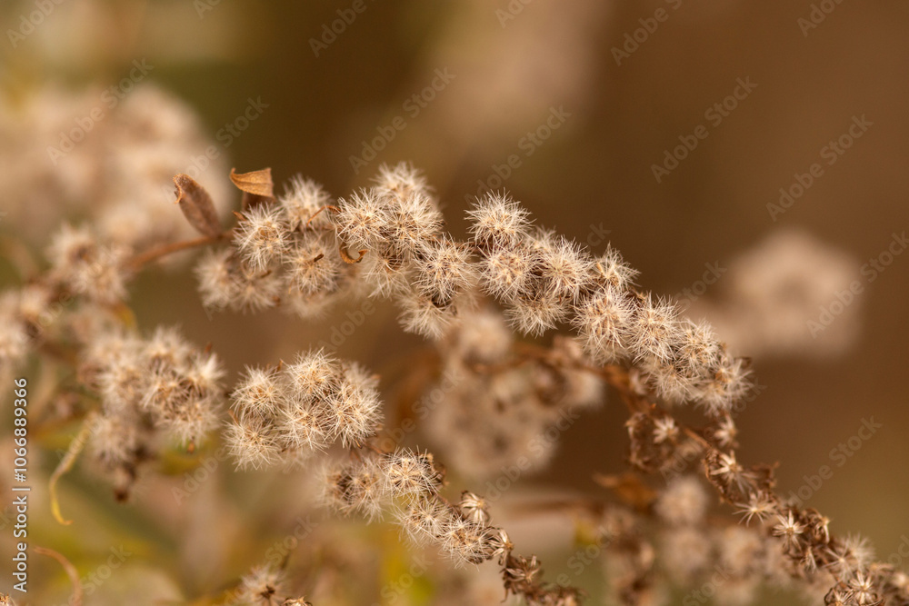 ants on a branch ants on a branch