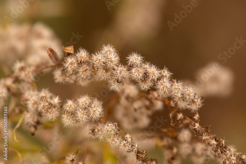 ants on a branch