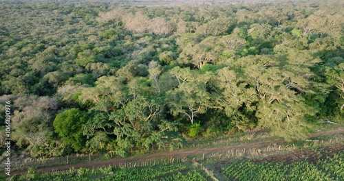 High aerial tilt-up view. Beautiful tropical forest undergoing deforestation for subsistence farming on the banks of the Phongolo river,  boundary of Ndumo Game Reserve   photo