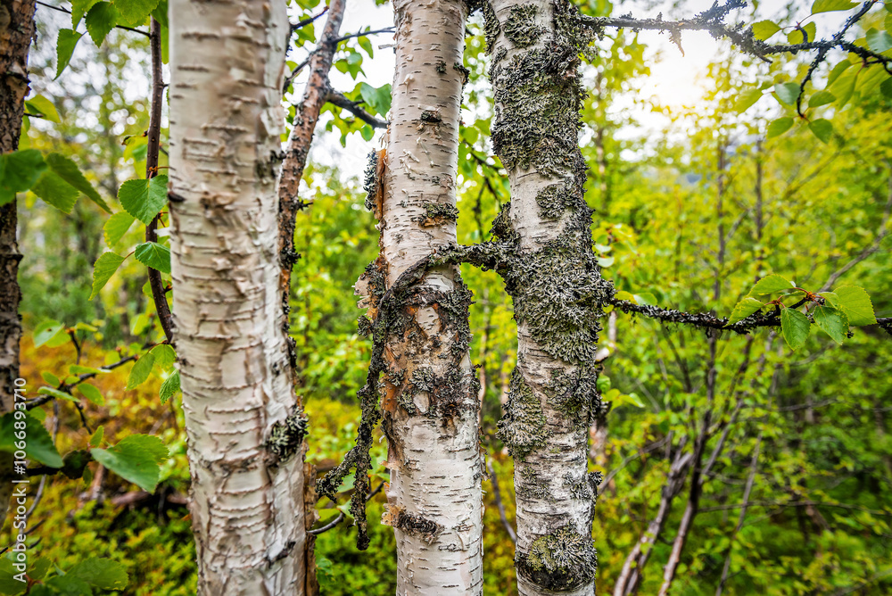 Moss on the three birch stem in sunny day Moss on the three birch stem in sunny day