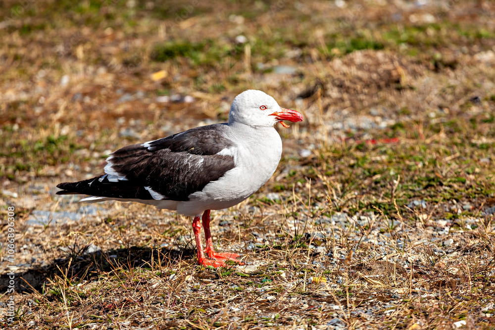 A Blood Billed Gull from Argentina A Blood Billed Gull from Argentina