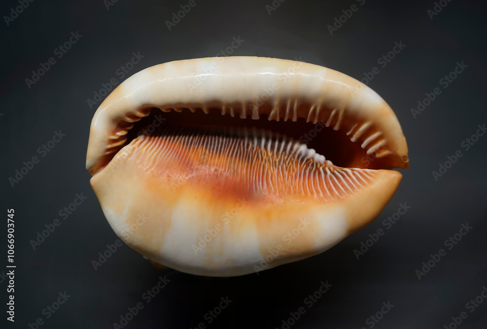 Cypraecassis Rufa. Helmet Shell on black background. Cypraecassis rufa Linnaeus. Cypraecassis Rufa. Helmet Shell on black background. Cypraecassis rufa Linnaeus.