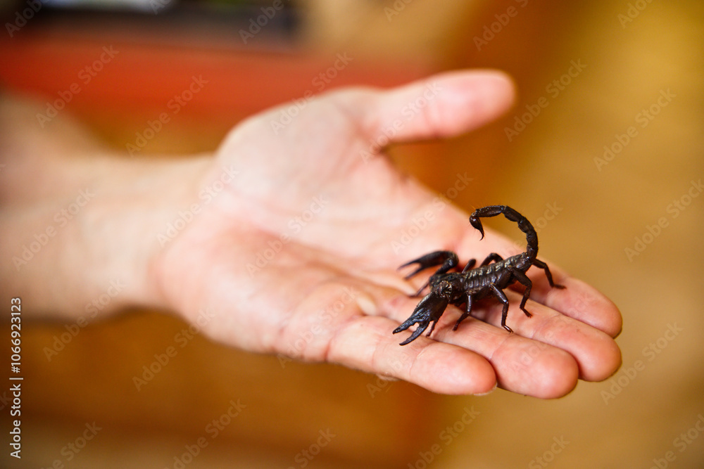 Fototapeta premium Scorpion dans une main en présentation