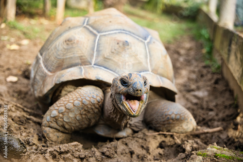 Tortue géante d'aldabra des seychelles photo